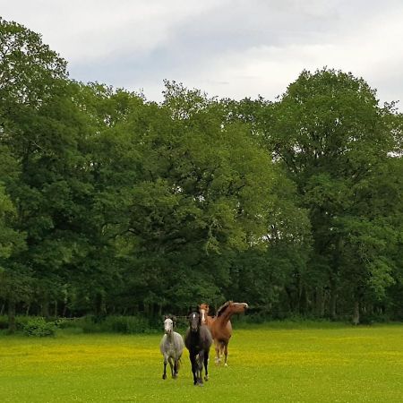 Haras Du Vignault Le Bucher Salbris Exterior photo