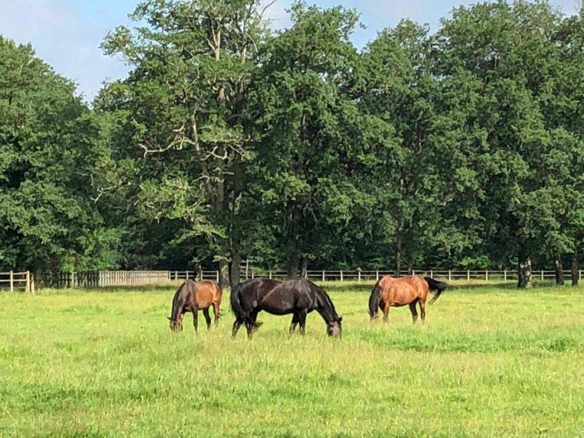Haras Du Vignault Le Bucher Salbris Exterior photo